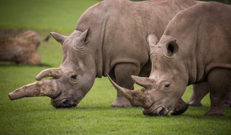 Woburn Safari Park to host a Rhino Charity Weekend