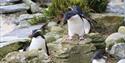 Rockhopper penguins ZSL Whipsnade Zoo
