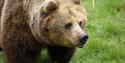 Brown Bear ZSL Whipsnade Zoo