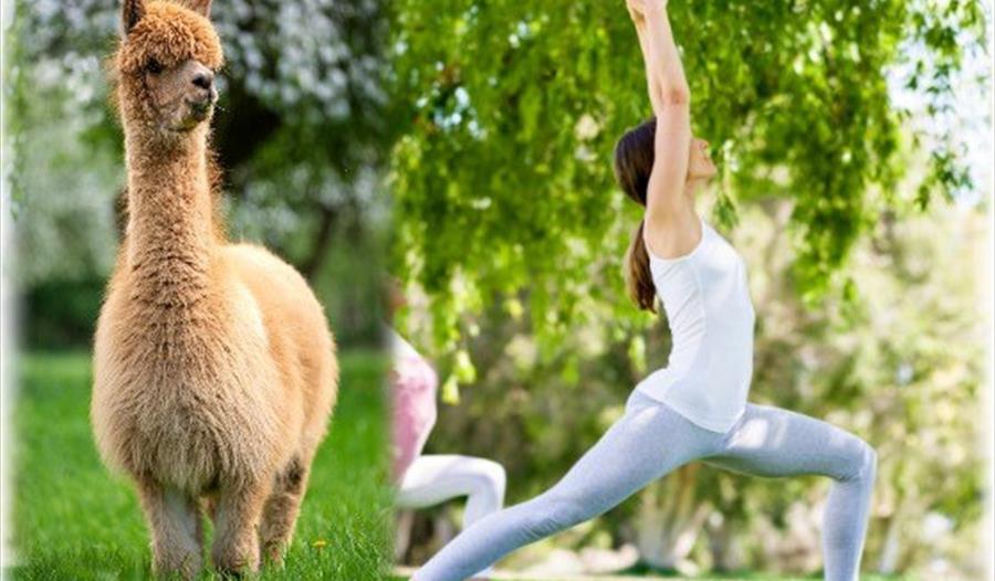Yoga Flow with Alpacas