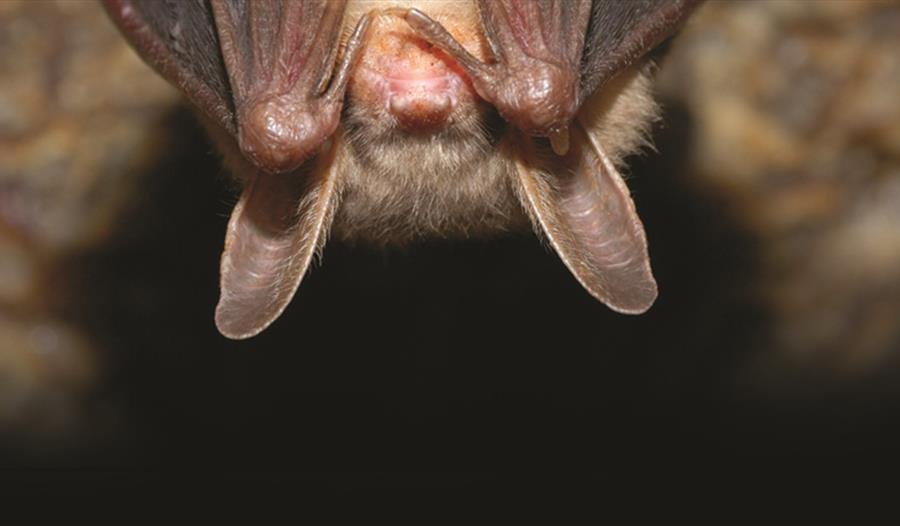 Bat at Woburn