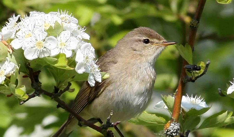 Bird Breeding Cycles, Songs and Nesting Talks