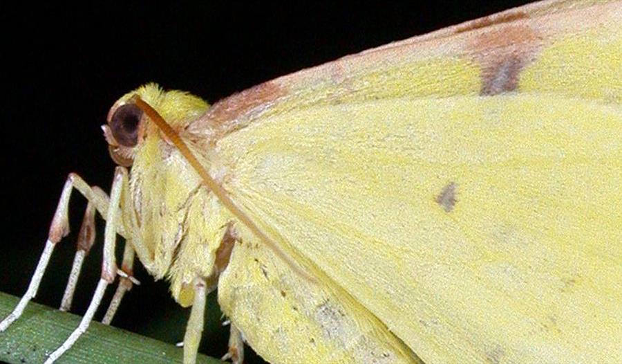 Night Flying Moth Trapping Event