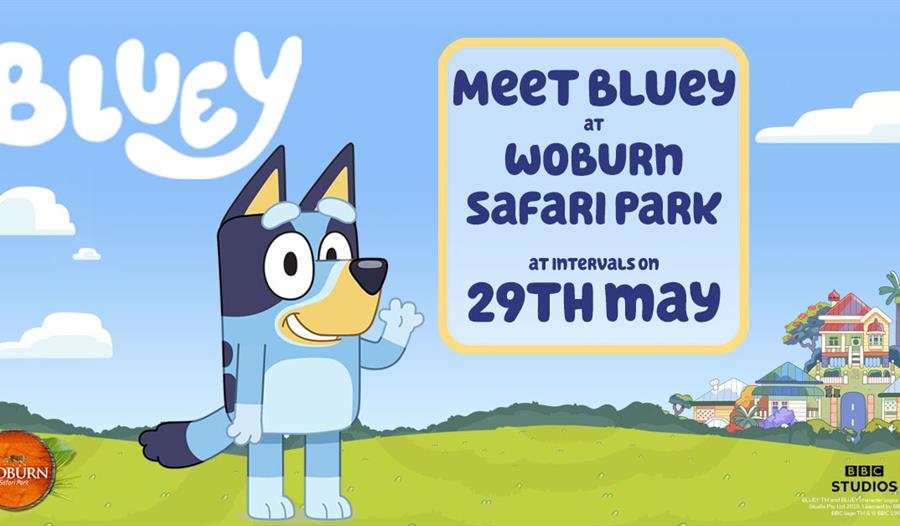 Meet Bluey at Woburn Safari Park!