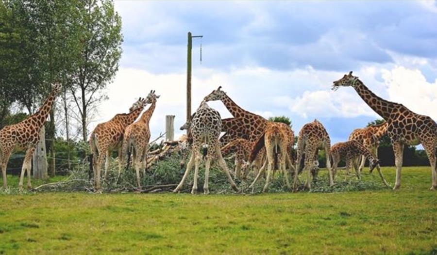 Woburn Safari Park to host Tusk Charity Weekend