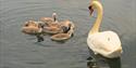 Canoe Trail swans