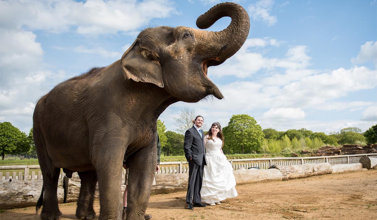Weddings at Woburn Safari Park