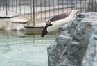 Pingvinene ute på Akvariet