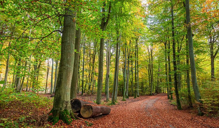 Gorse Farm Wood LNR