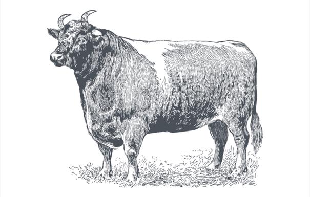 The Durham Ox