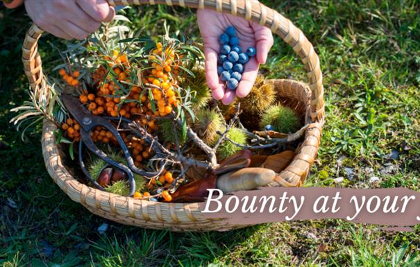 Bounty at your feet - Foraging walk