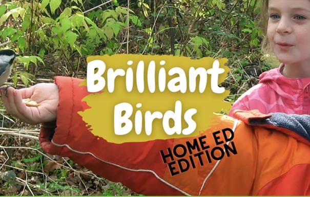 Home Ed- Brilliant Birds Workshop