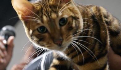 Cat Extravaganza and Rescue Awareness Event