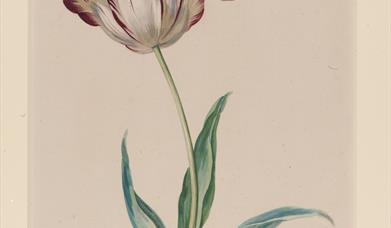 Tulip–Moser crop