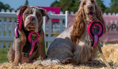 Two award winning dogs wearing rosettes and sitting on a bale of hay