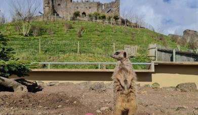 Dudley Zoo and Castle
