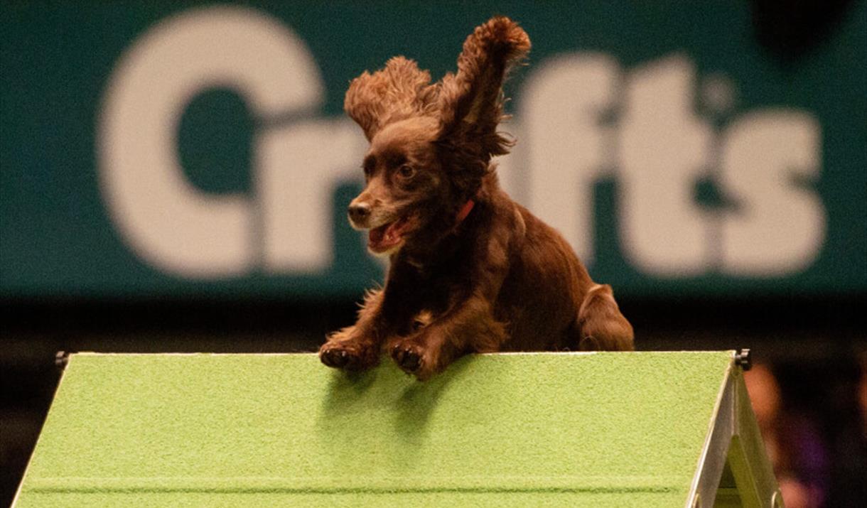 Image for Crufts