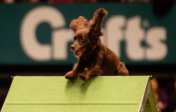 Image for Crufts