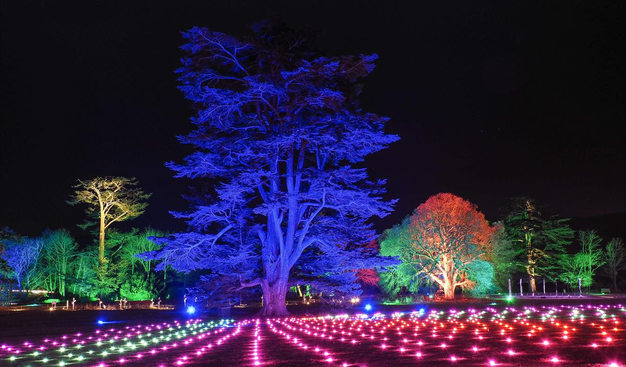 Trees illuminated by different coloured lights