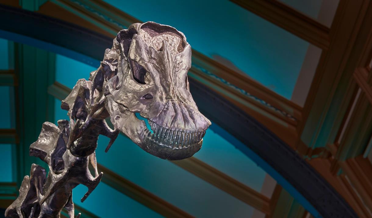 A skeleton of a dinosaur's head