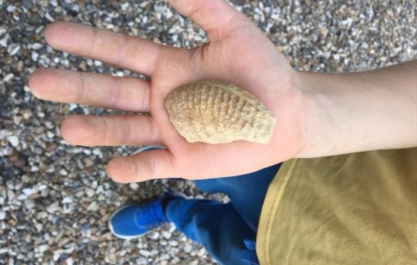 Someone holding a fossil