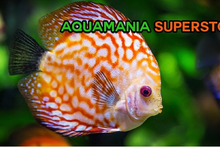 Aquamania Superstore