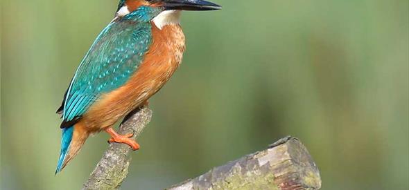 Stour Valley Nature Reserve