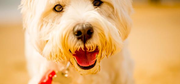 Close up stunning white Terrier on Bournemouth beach