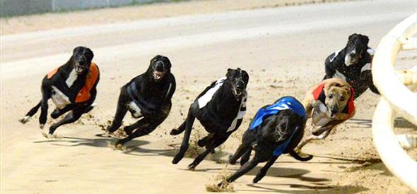 Poole Stadium Greyhounds Racing