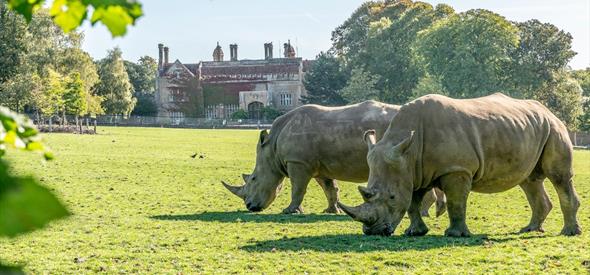 Two White Rhino's with Marwell Hall in background.