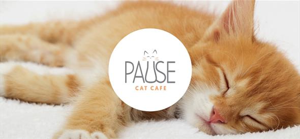 kitty asleep bournemouth pause cat cafe