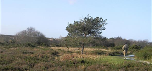 Turbary Common