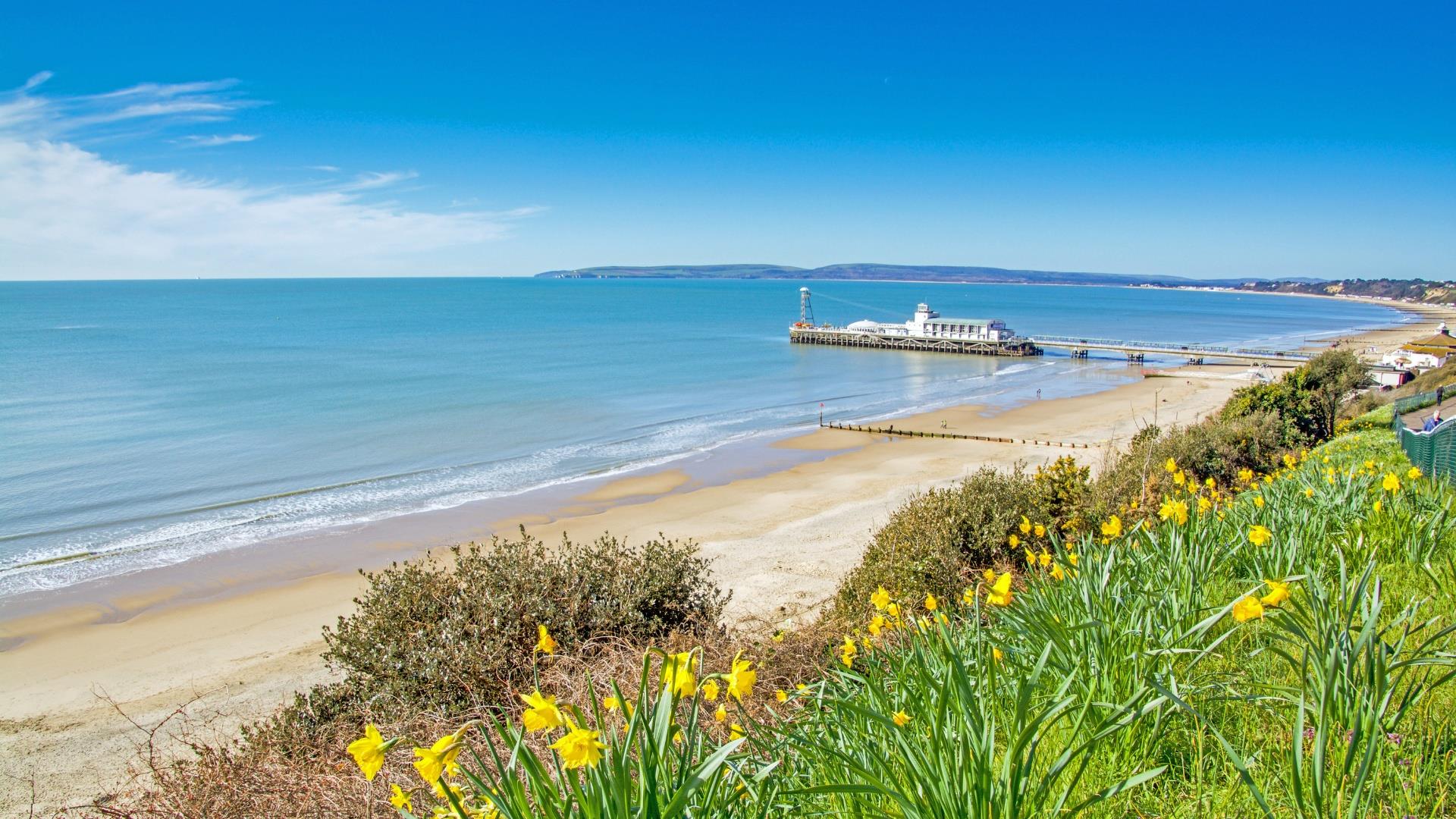 Yellow daffodils growing on overcliff with views of Bournemouth beach and pier