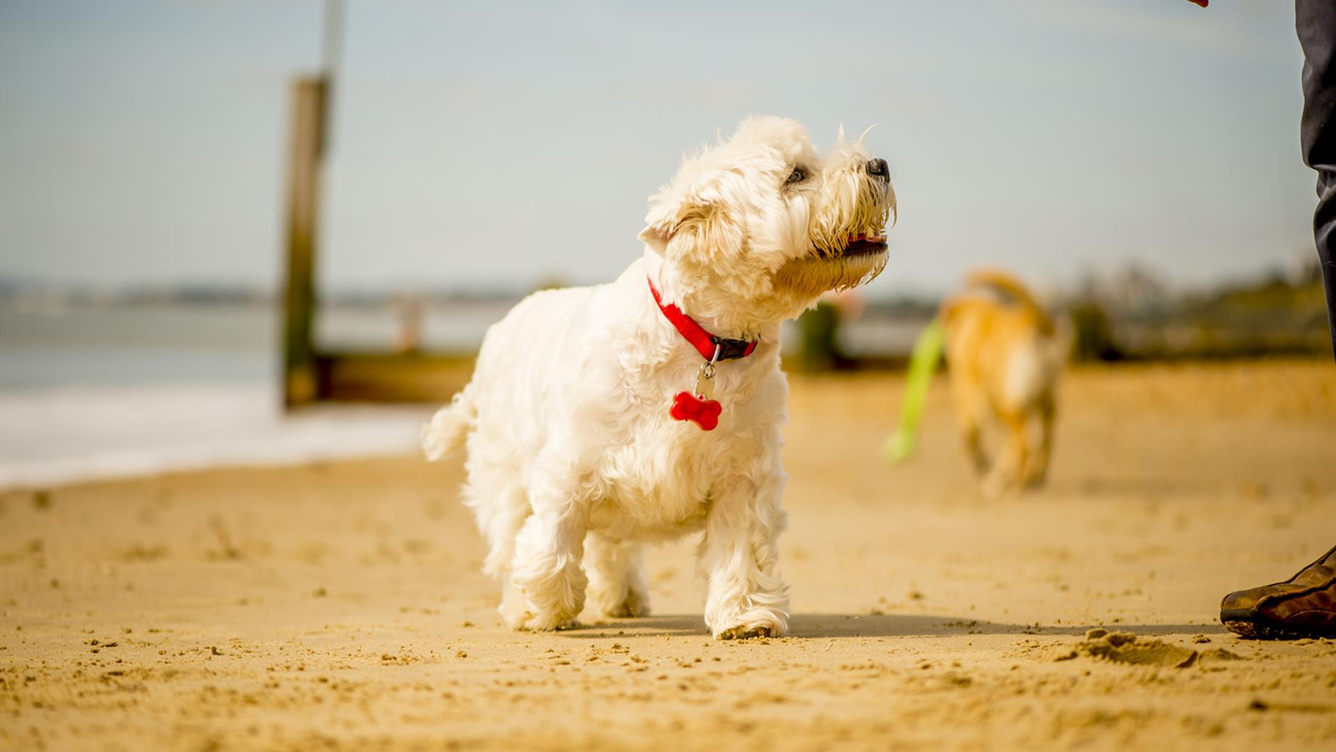 White scotty dog walking along bournemouth beach