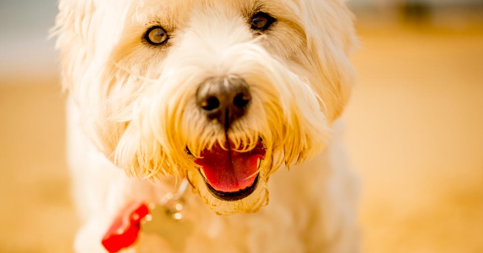 is boscombe beach dog friendly