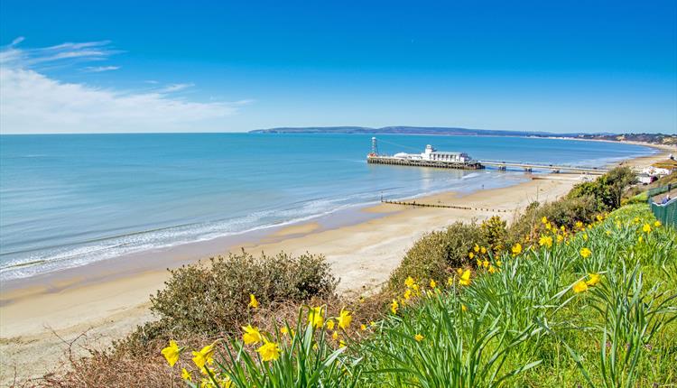 Bournemouth pier shot from the over cliff with yellow flowers in bloom