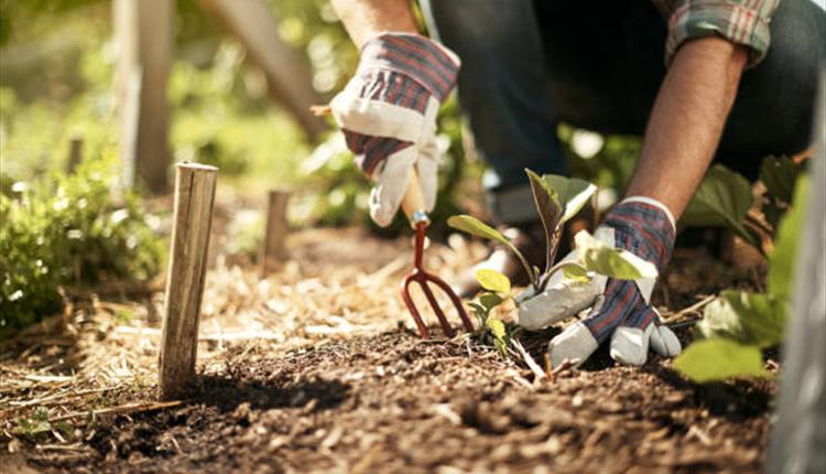 Person crouching, wearing gardening gloves and planting