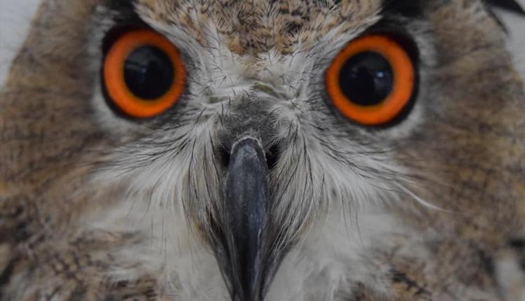 Big orange owl eyes