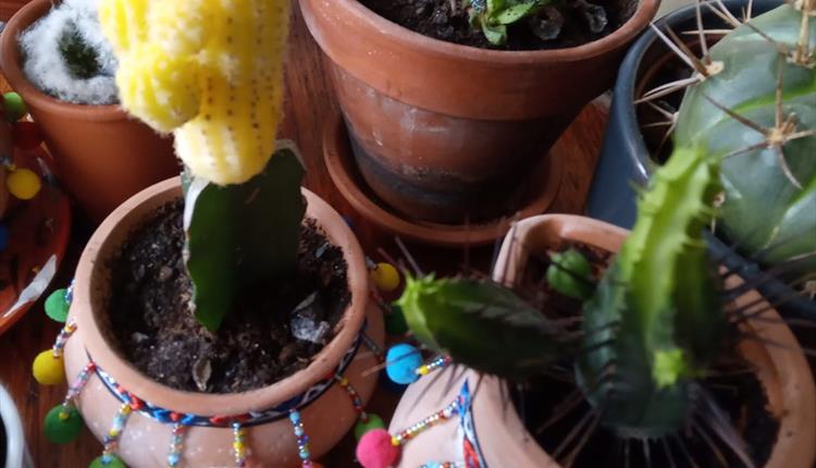 Plant pots with cacti