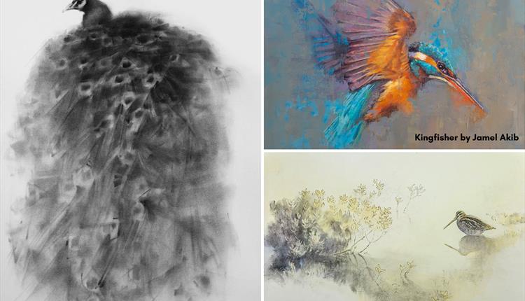 Flight Exhibition images of different birds