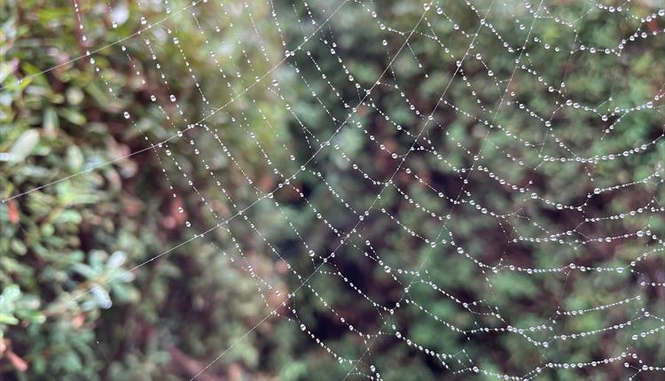 A spider web with dew