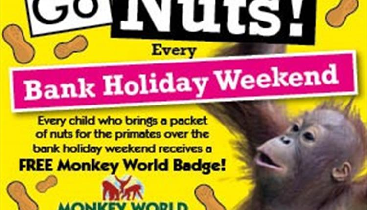 Go nuts every bank holiday weekend at Monkey World Ape Rescue Centre - Every child who brings an unopened bag of nuts for the primates receives a free