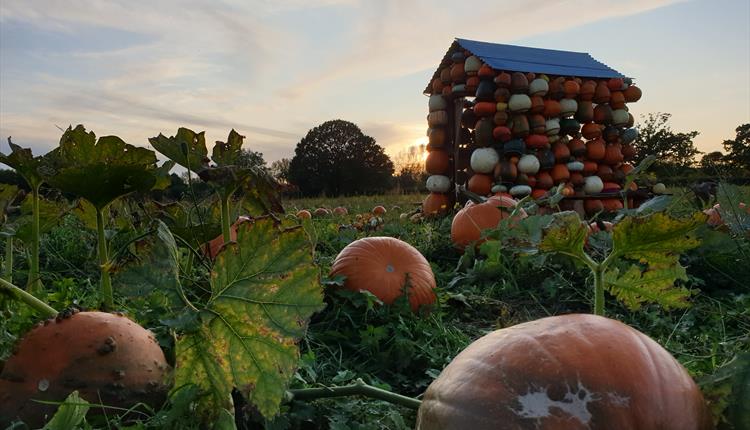 Pumpkins in a field