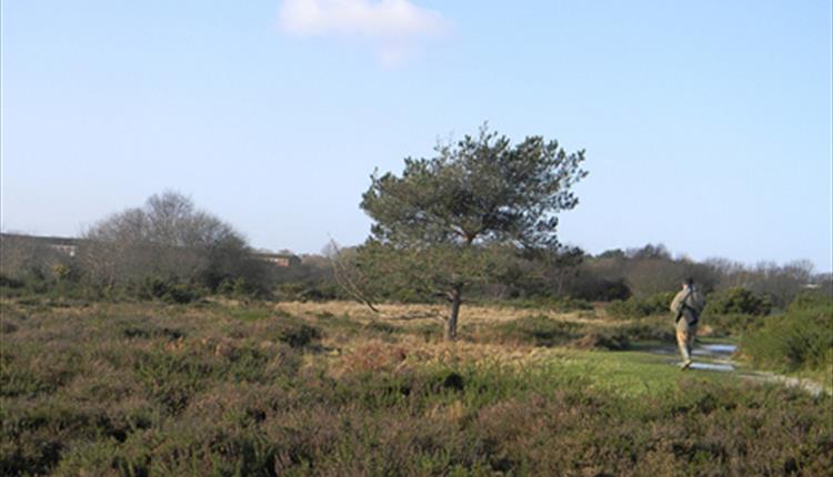Turbary Common