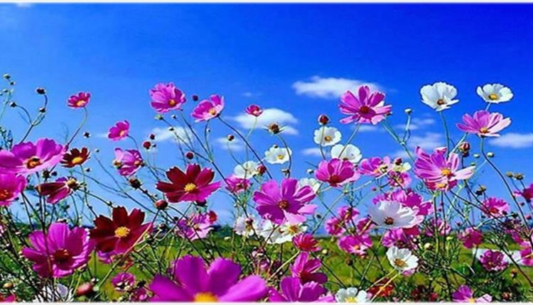 Meadow wildflowers under blue skies