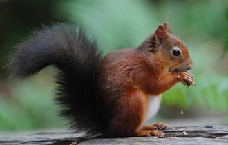 Red squirrel sitting down eating a nut.