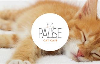 kitty asleep bournemouth pause cat cafe
