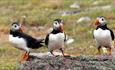 Puffins