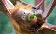 Rieke the baby orangutan chilling in its hammock whilst eating veg