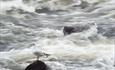 seagull on weir